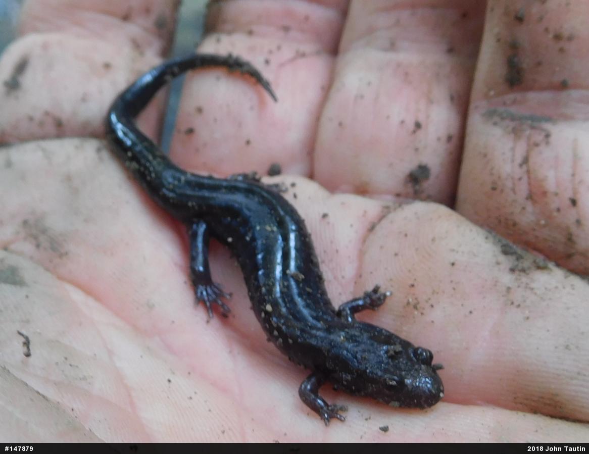 Allegheny Mountain Dusky Salamander