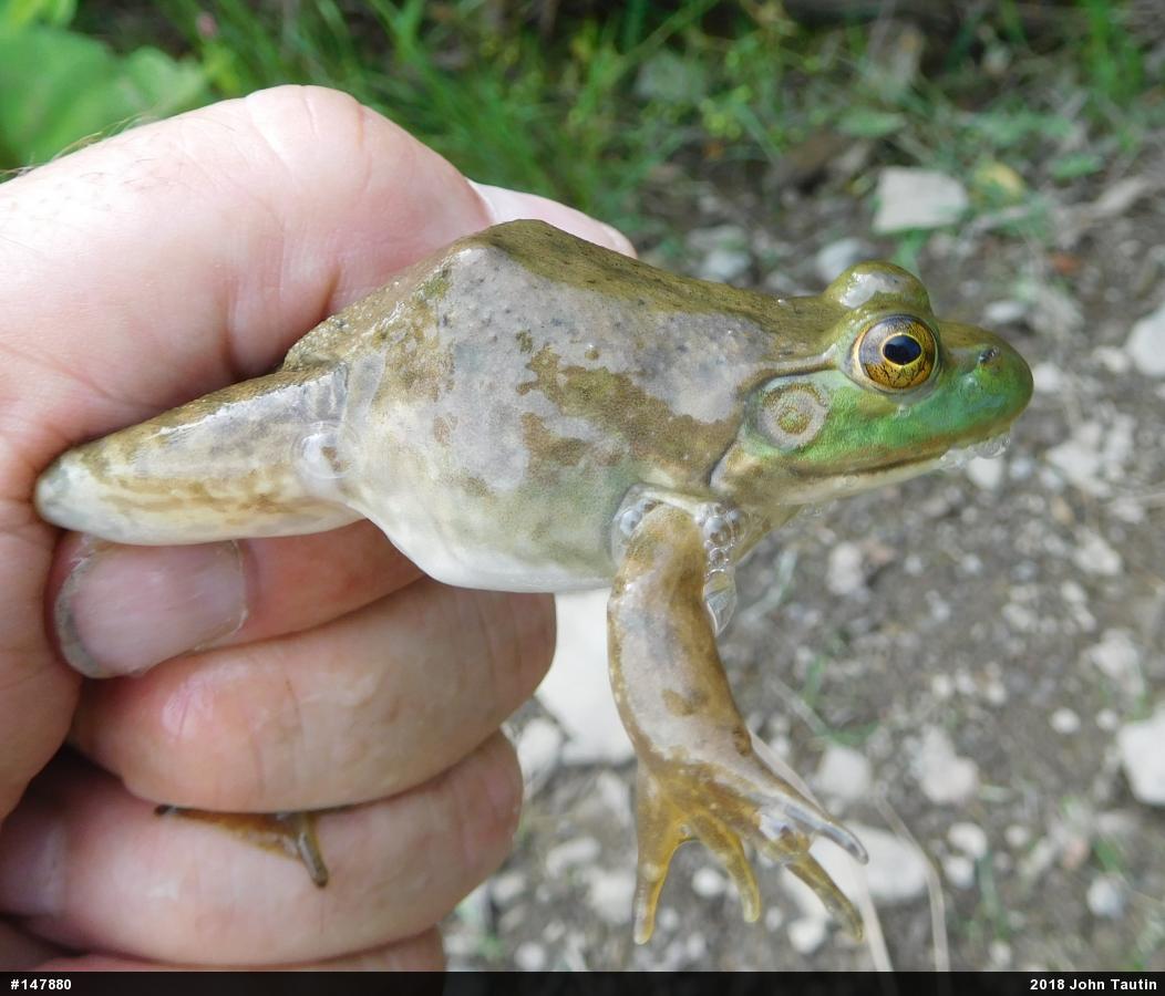 American Bullfrog