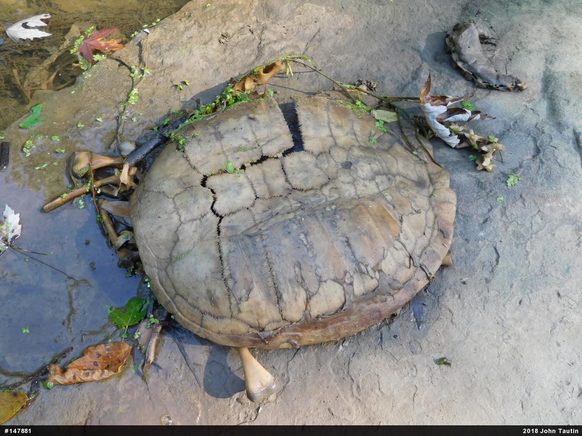 Snapping Turtle