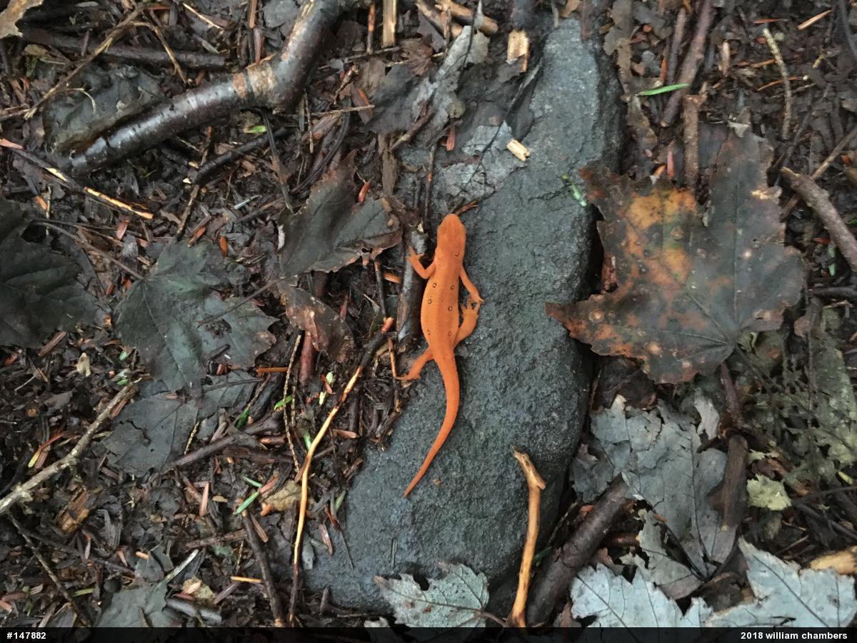 Red-spotted Newt