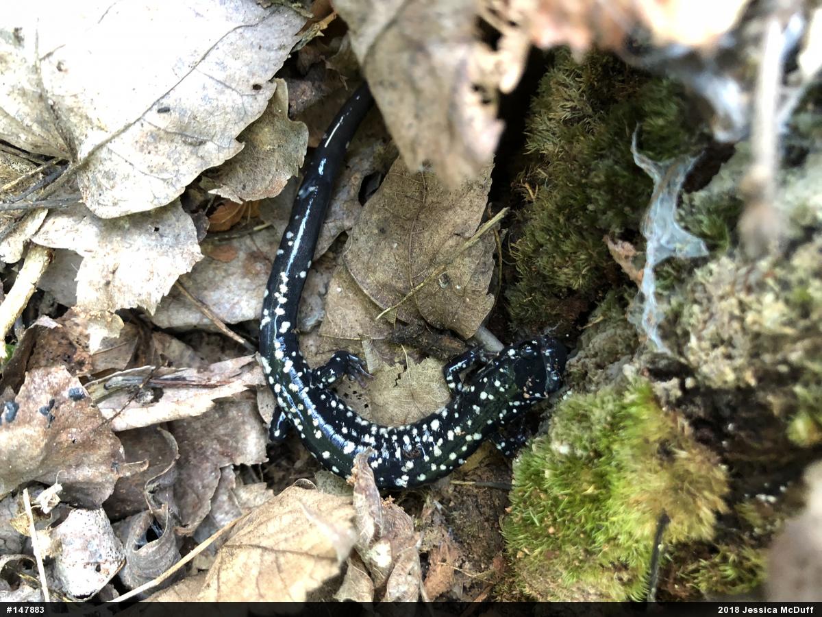 Northern Slimy Salamander