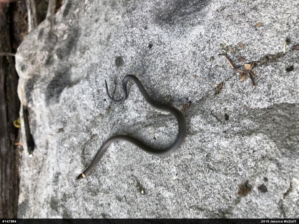 Northern Ring-necked Snake