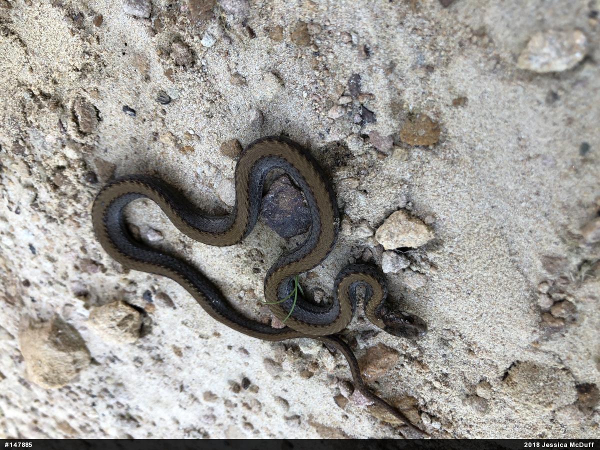 Red-bellied Snake