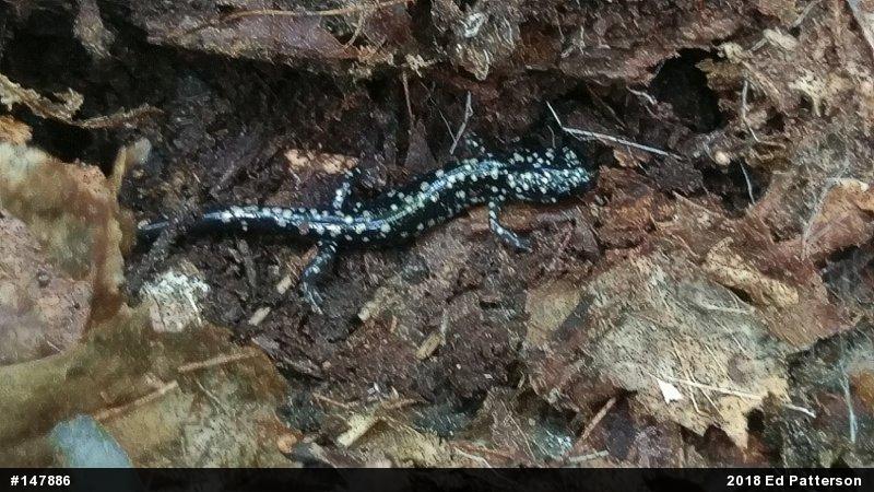 Northern Slimy Salamander