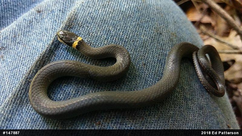 Northern Ring-necked Snake