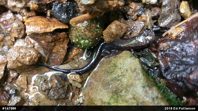 Allegheny Mountain Dusky Salamander