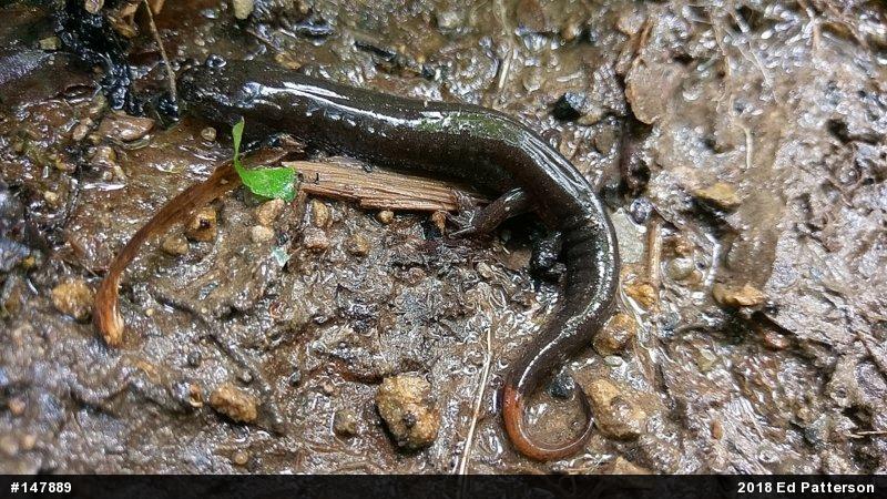 Northern Dusky Salamander