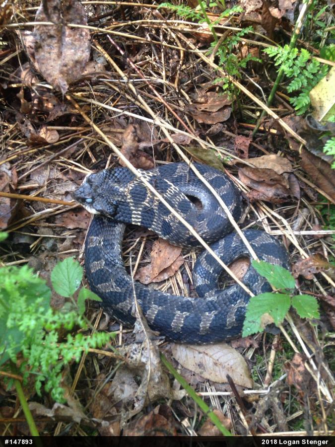 Eastern Hog-nosed Snake