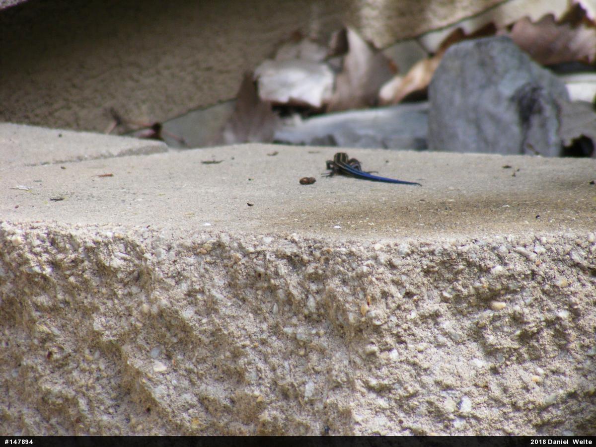 Common Five-lined Skink
