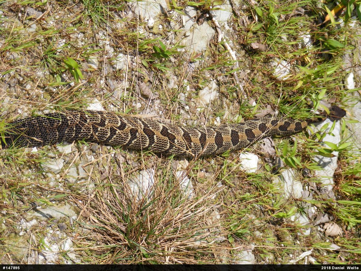 Timber Rattlesnake