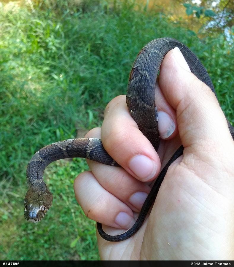 Northern Watersnake