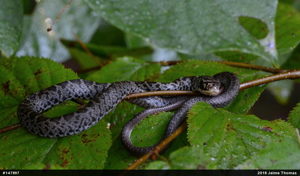 Northern Black Racer