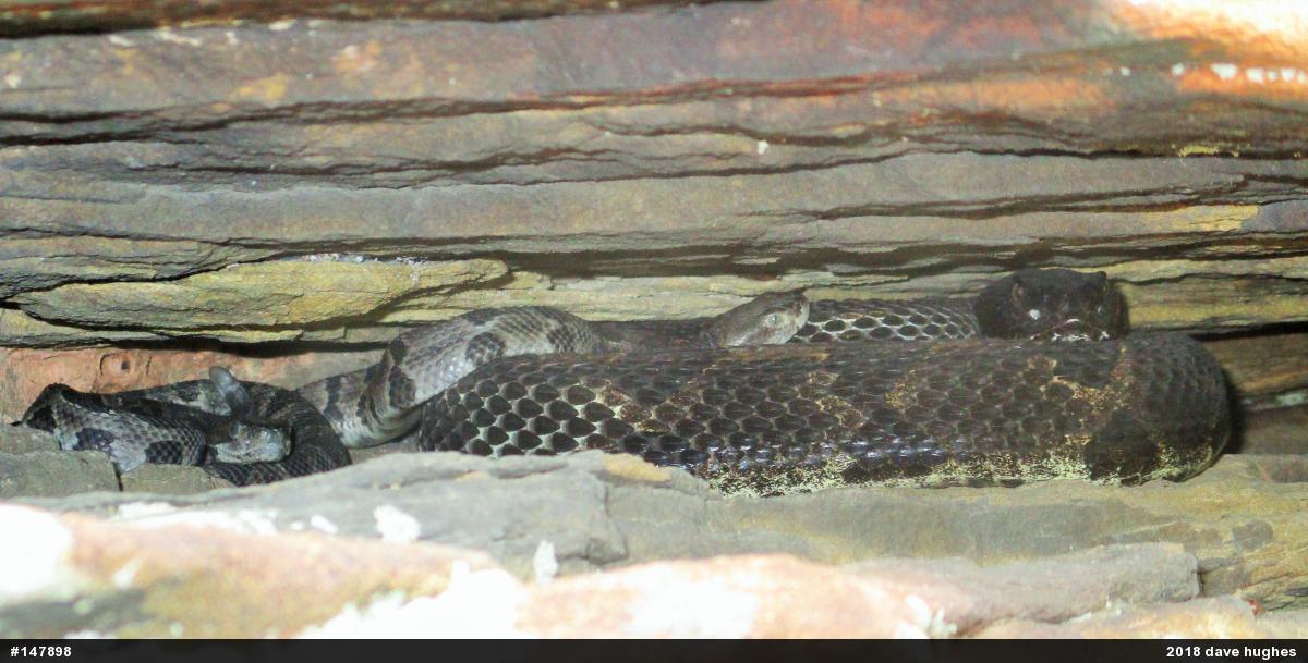 Timber Rattlesnake