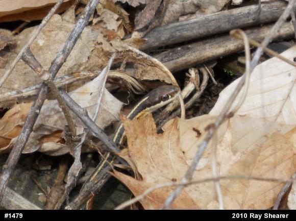 Northern Ribbonsnake