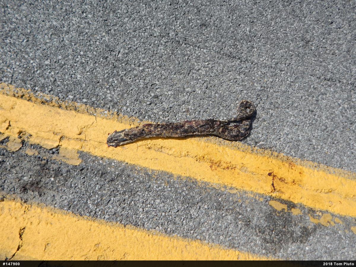 Eastern Hog-nosed Snake