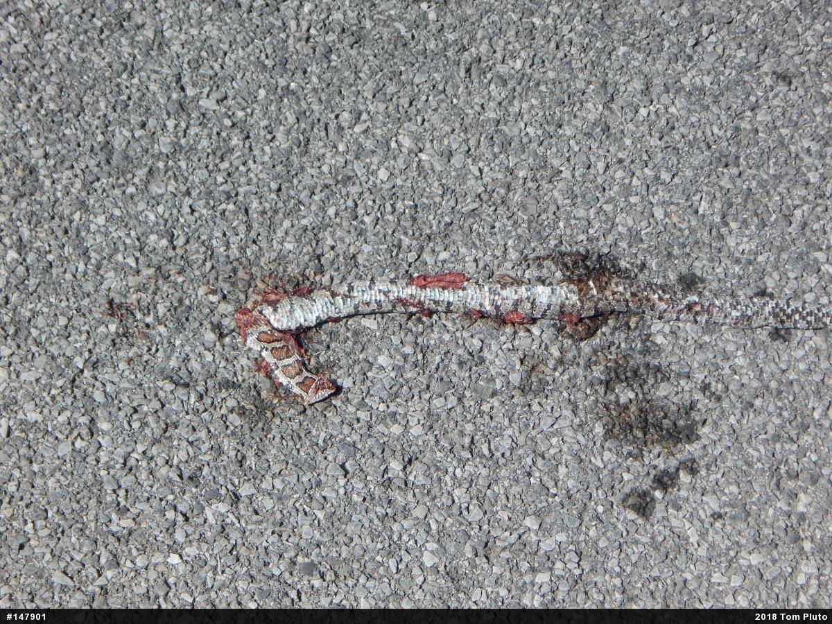 Eastern Milksnake