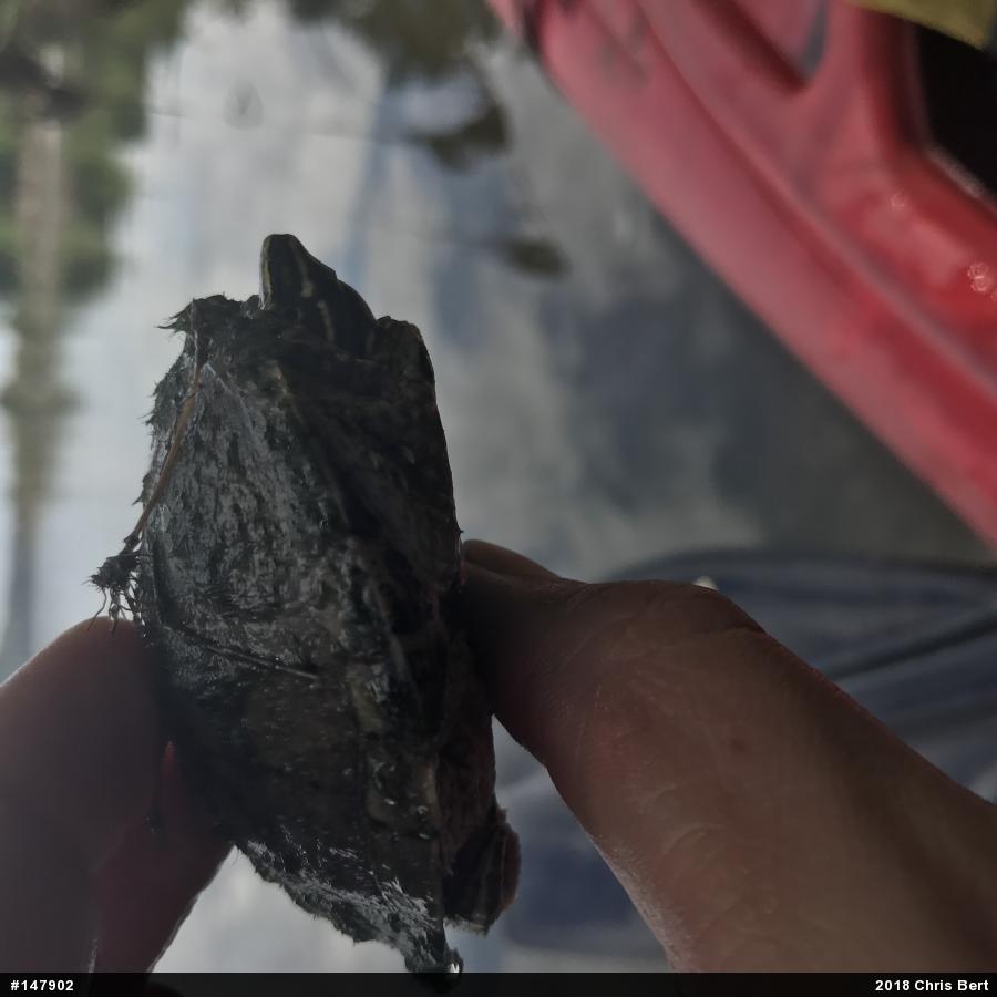Eastern Musk Turtle