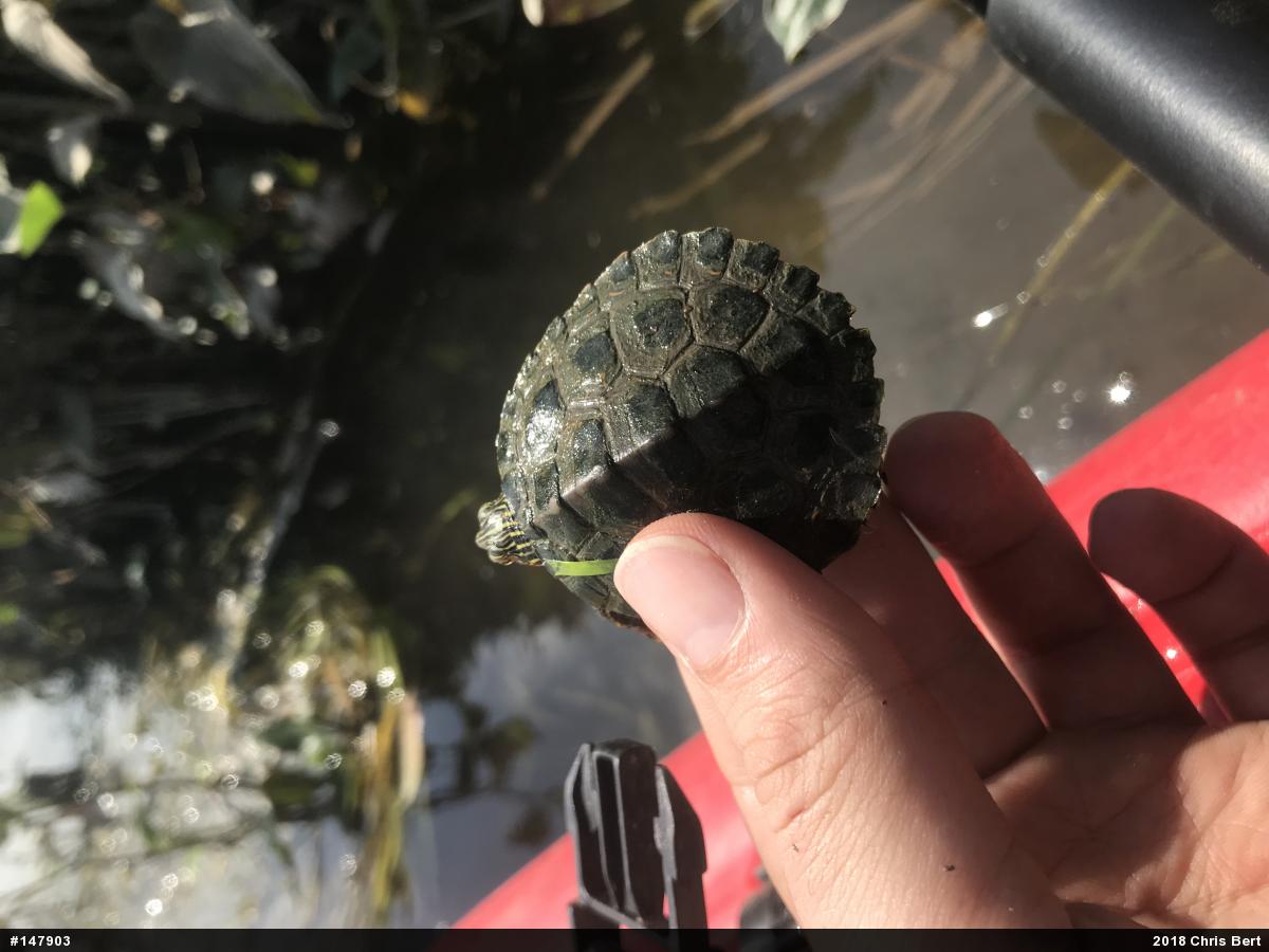 Northern Map Turtle