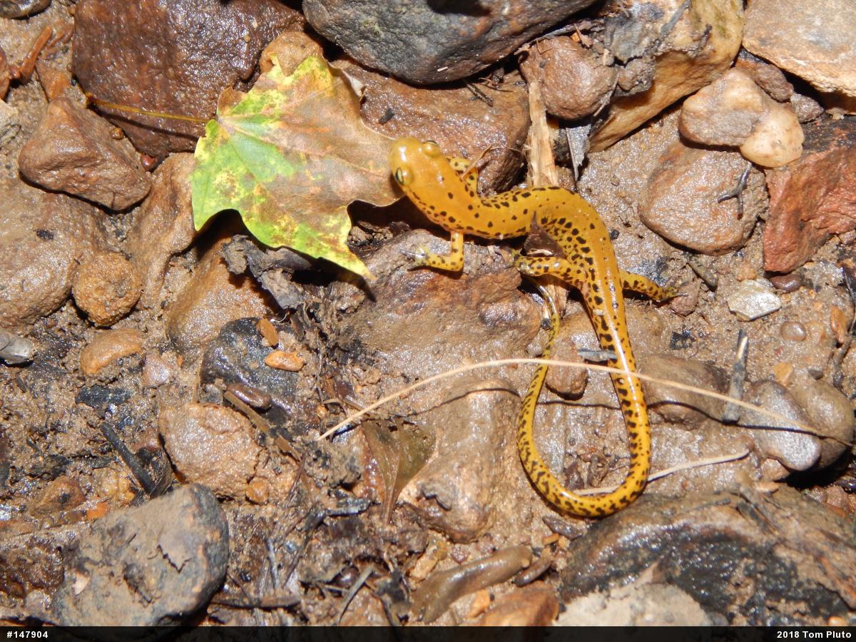 Eastern Long-tailed Salamander