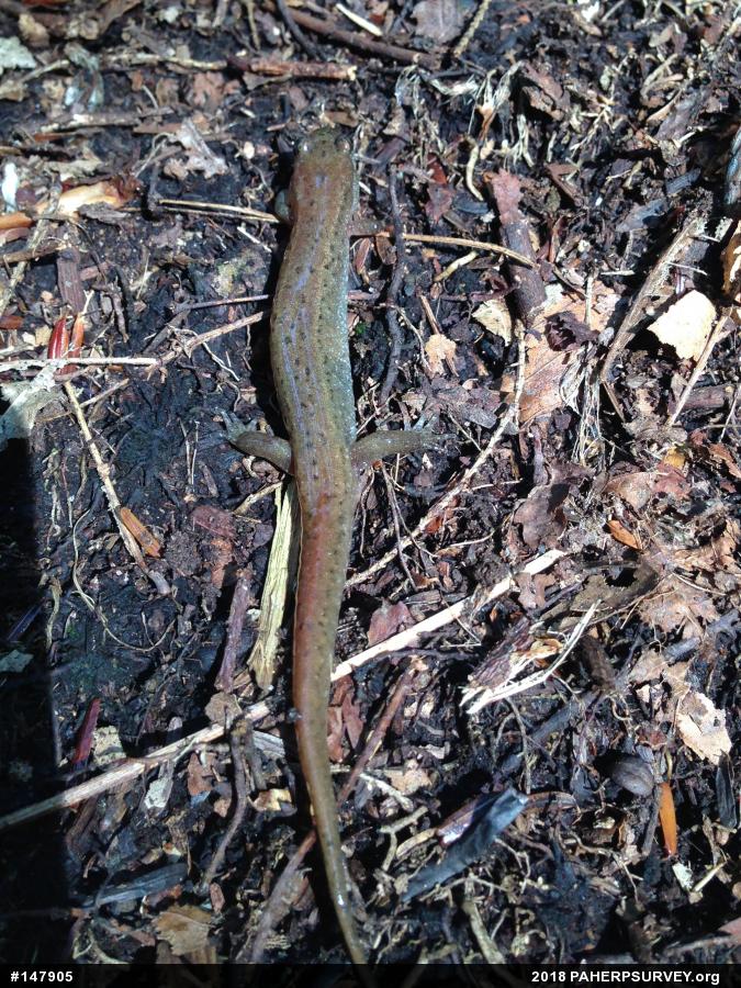 Northern Dusky Salamander