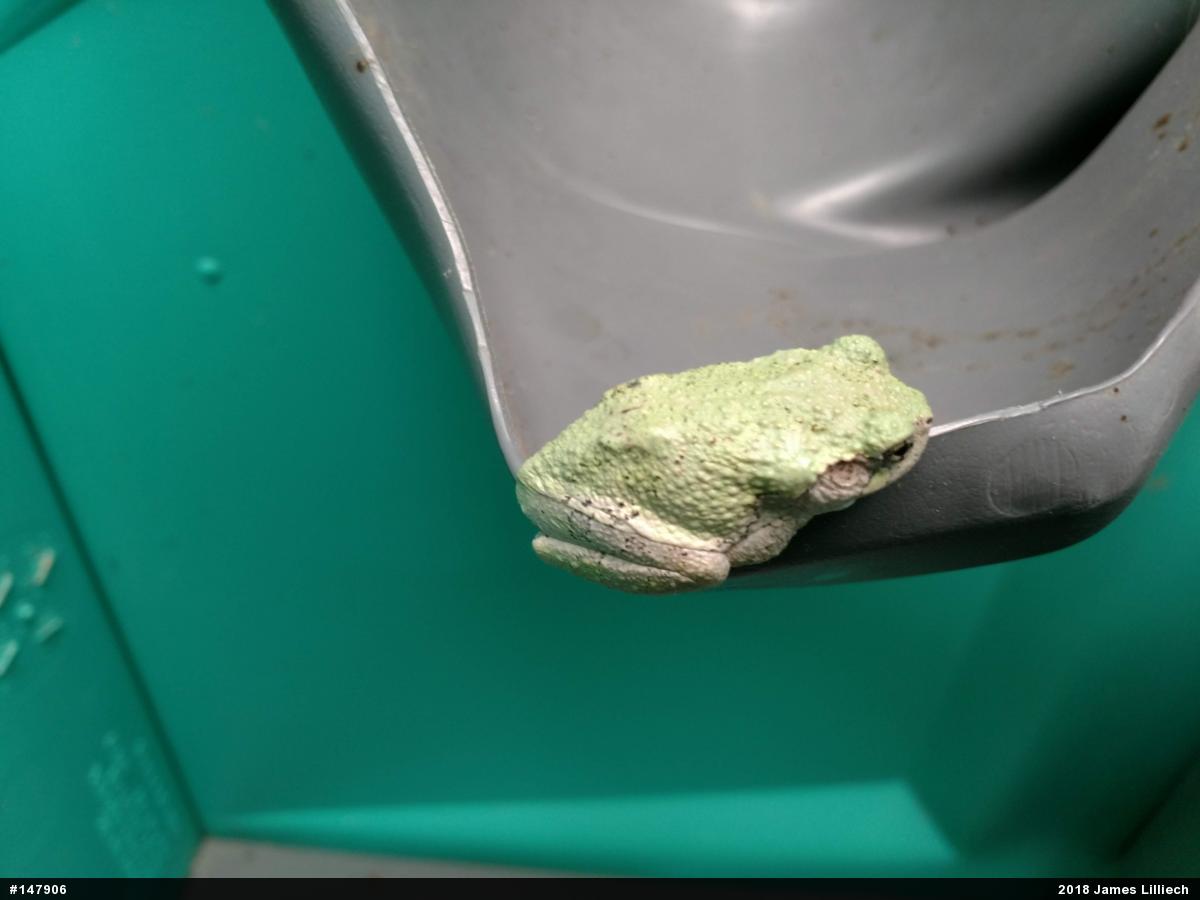 Unknown Gray Treefrog