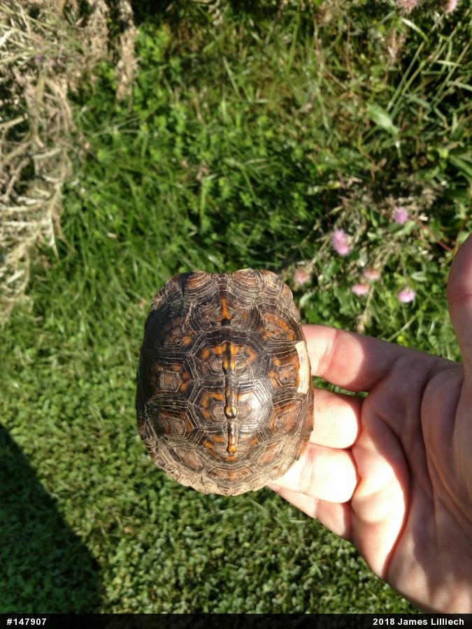 Eastern Box Turtle