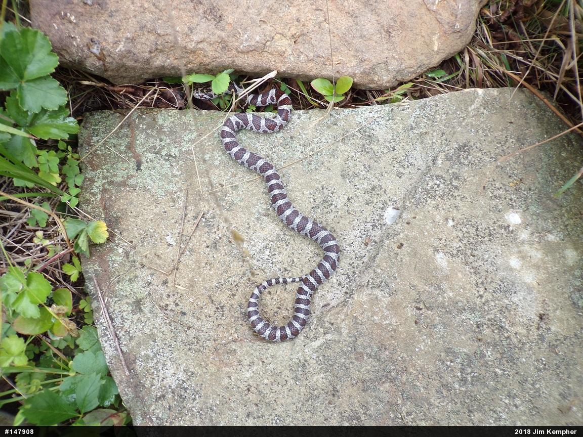 Eastern Milksnake