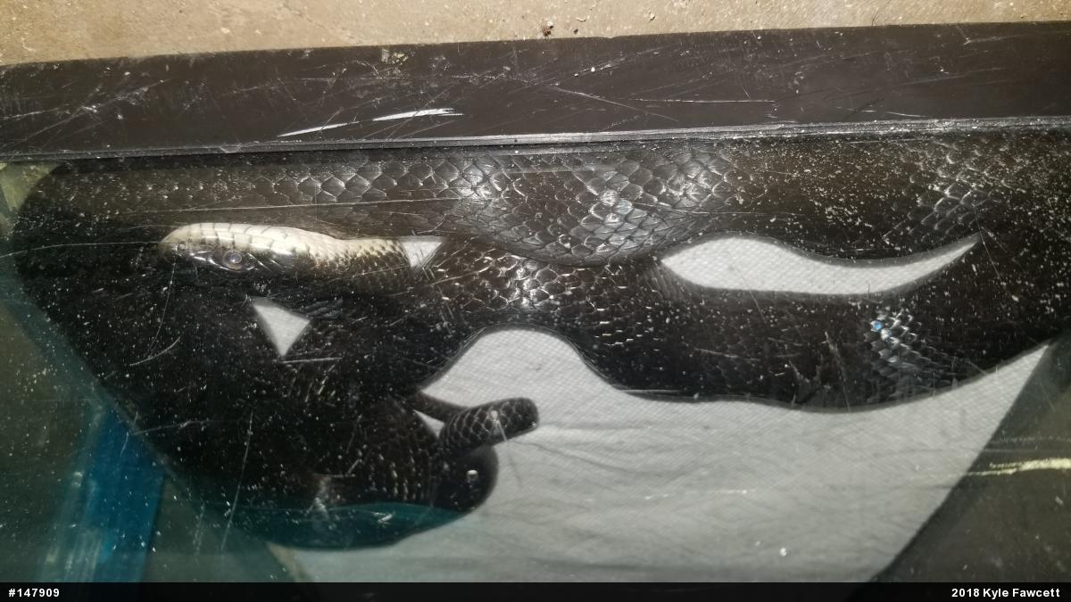 Eastern Ratsnake