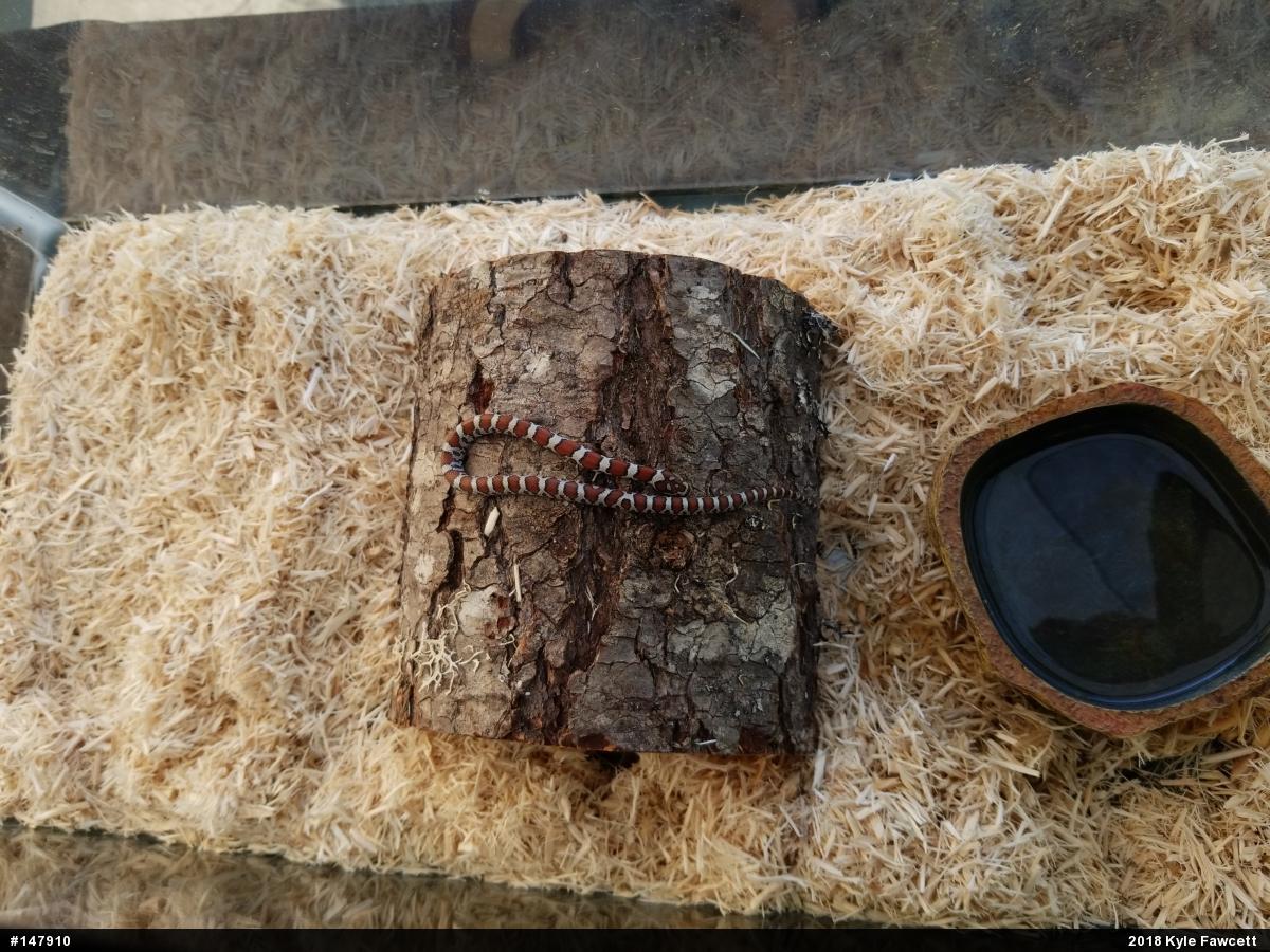Eastern Milksnake