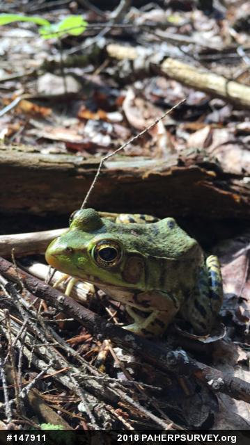 Green Frog