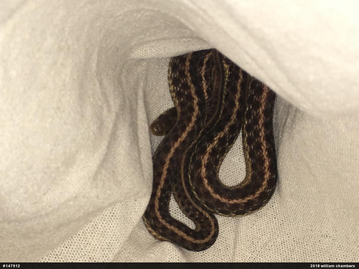 Eastern Gartersnake