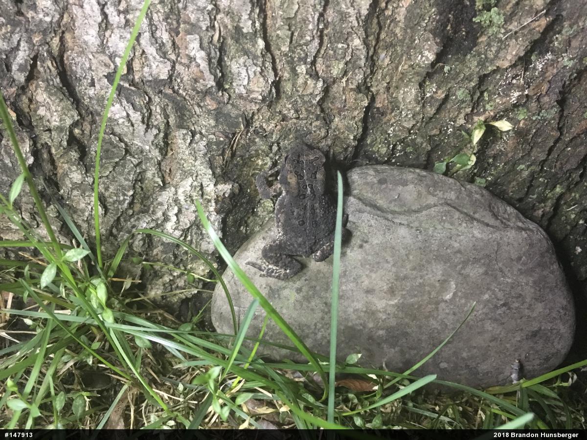 Eastern American Toad