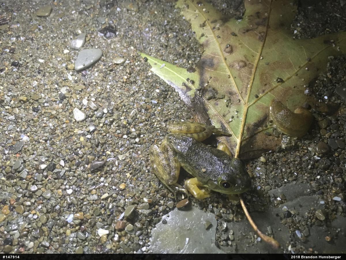 American Bullfrog