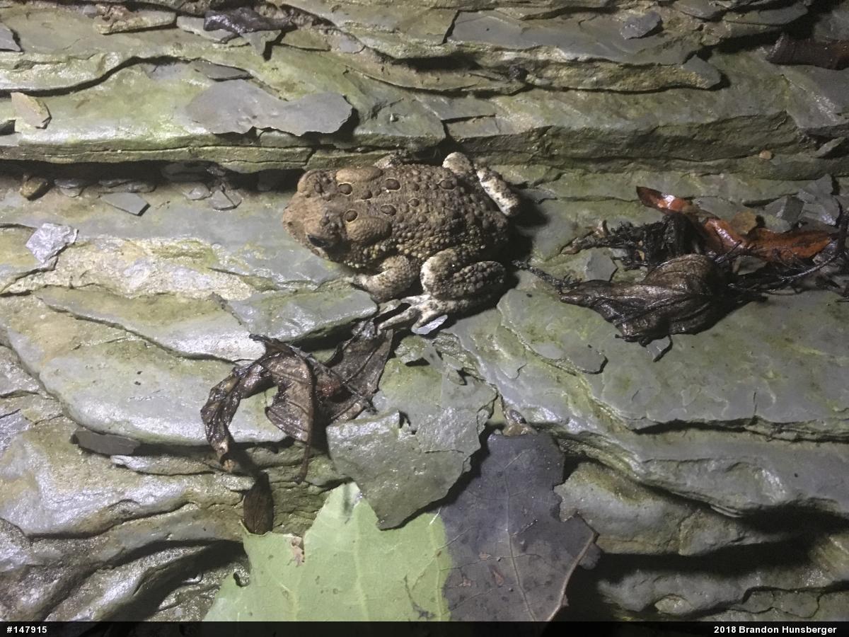 Eastern American Toad