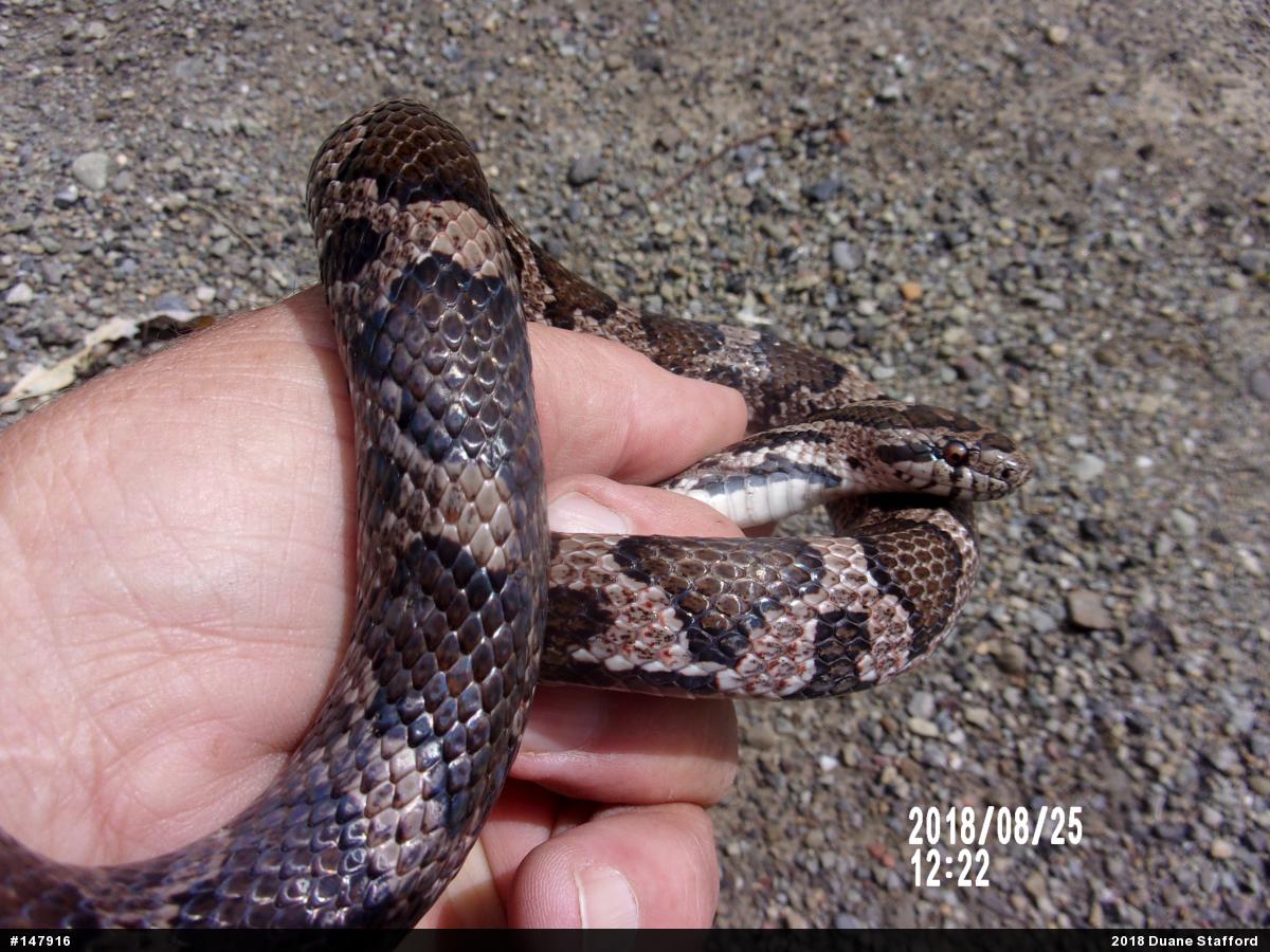 Eastern Milksnake