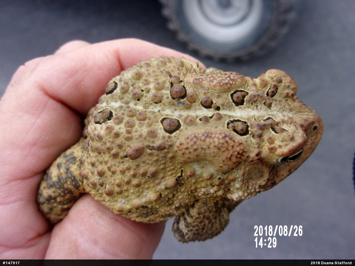 Eastern American Toad