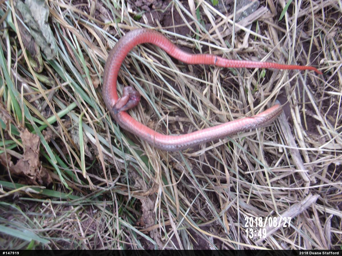 Red-bellied Snake