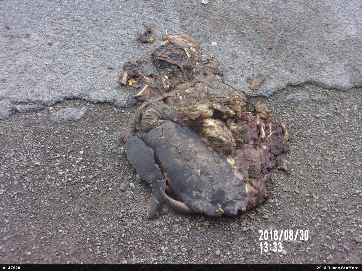 Snapping Turtle
