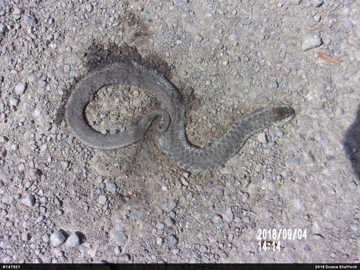 Eastern Gartersnake