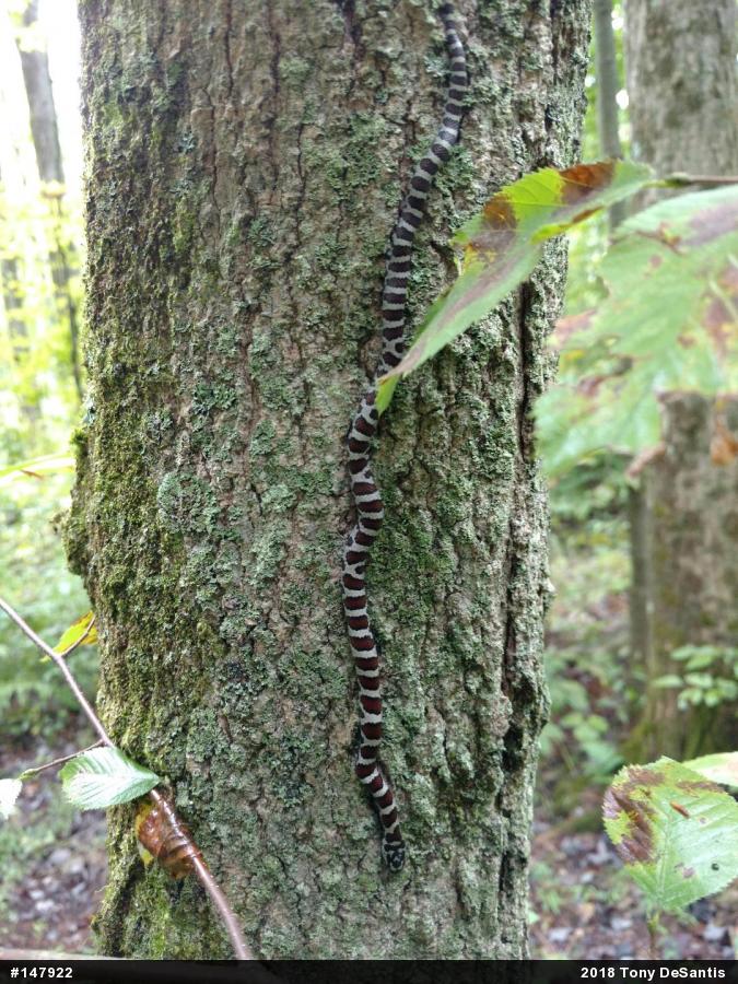 Eastern Milksnake