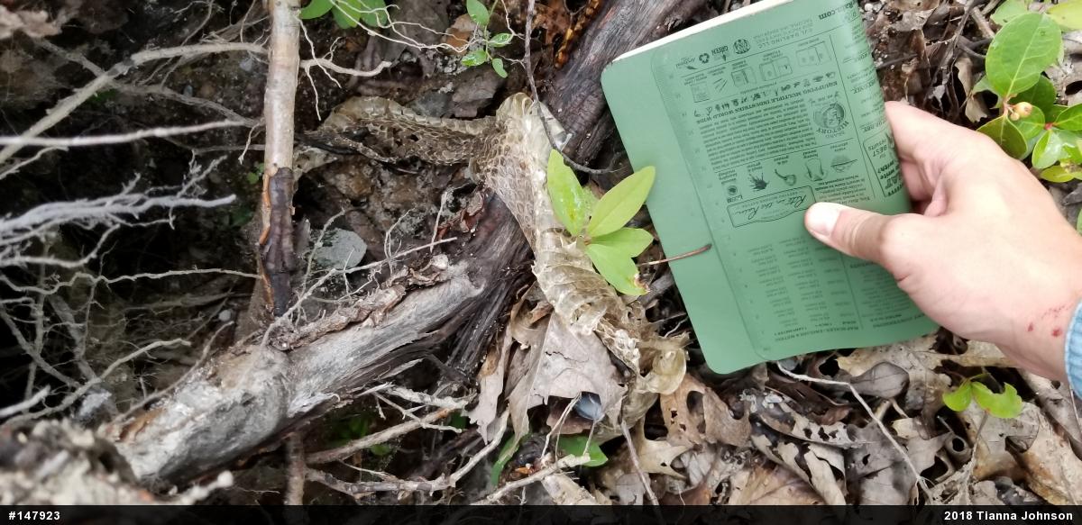 Timber Rattlesnake