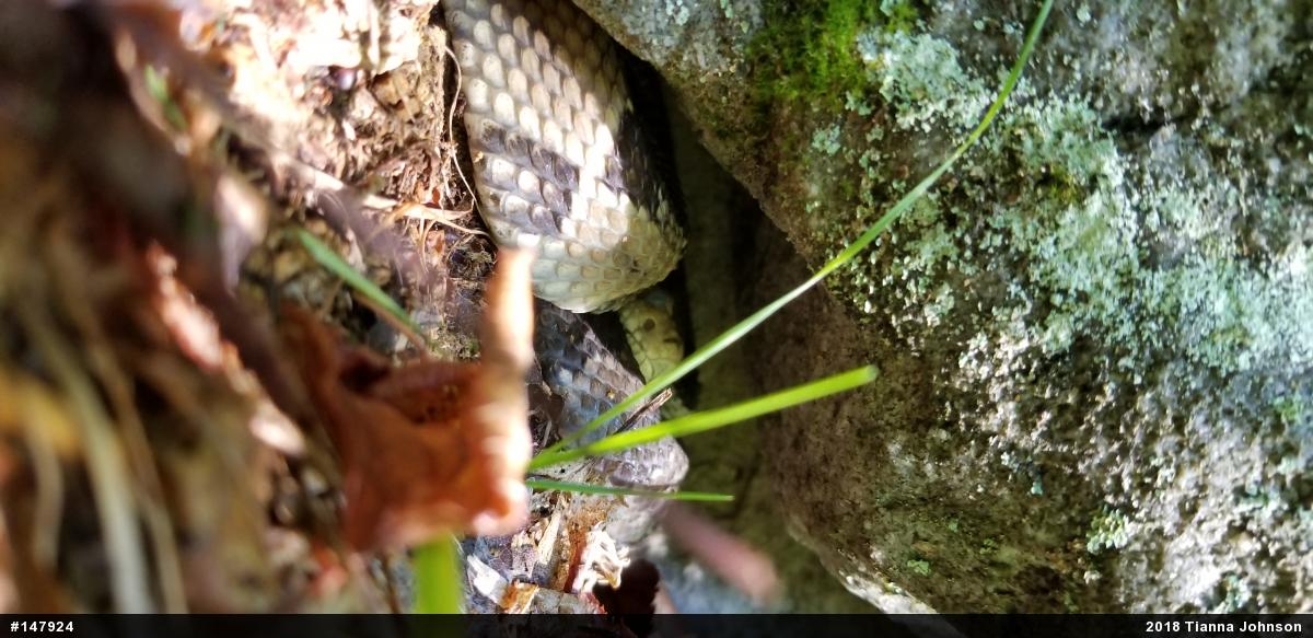 Timber Rattlesnake