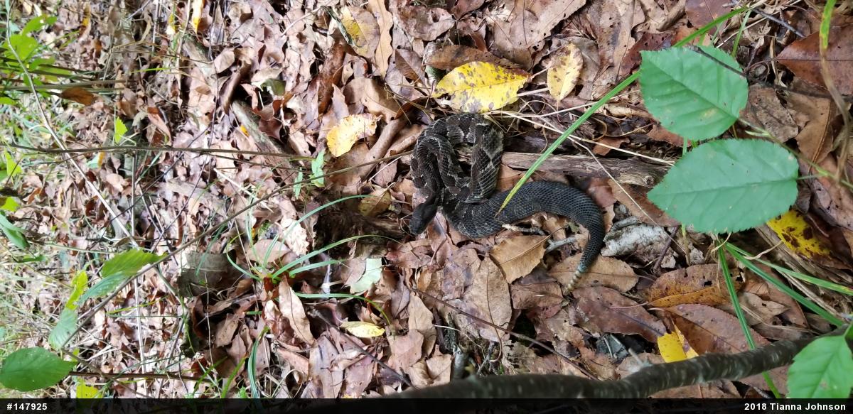 Timber Rattlesnake
