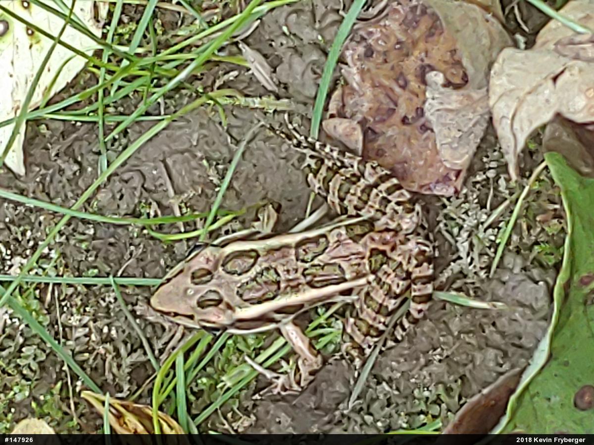 Pickerel Frog