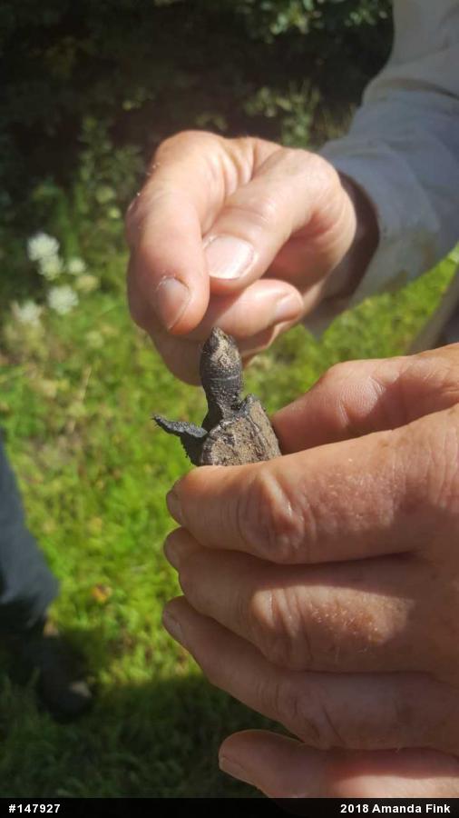 Snapping Turtle