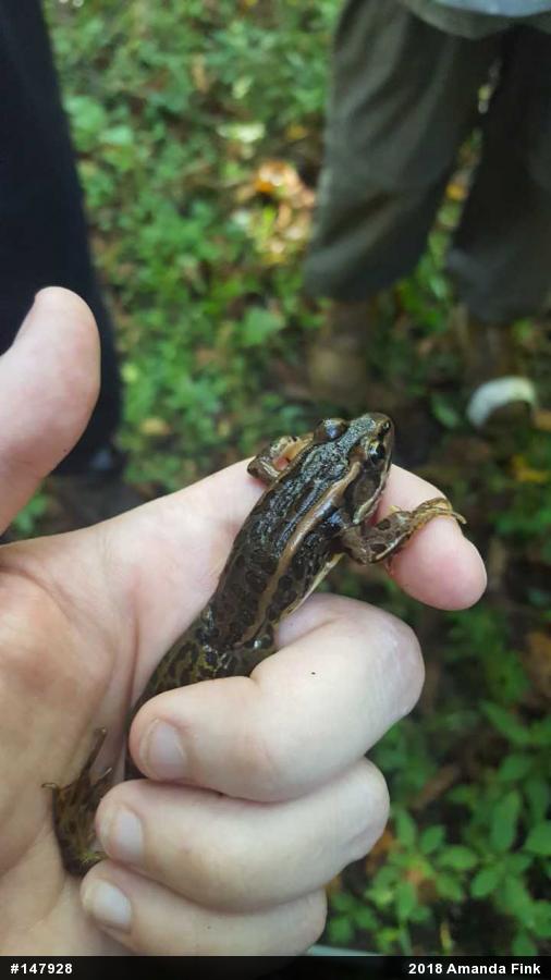 Pickerel Frog