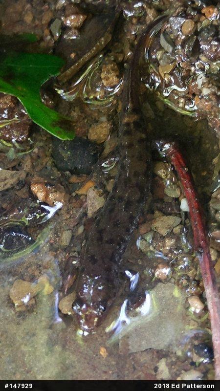 Seal Salamander