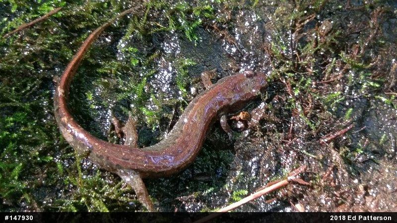 Northern Dusky Salamander