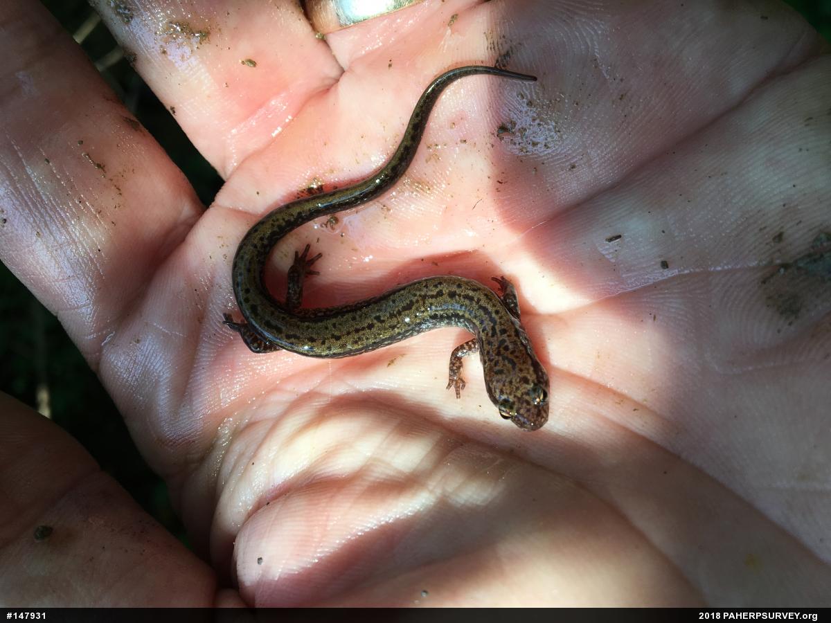Northern Two-lined Salamander