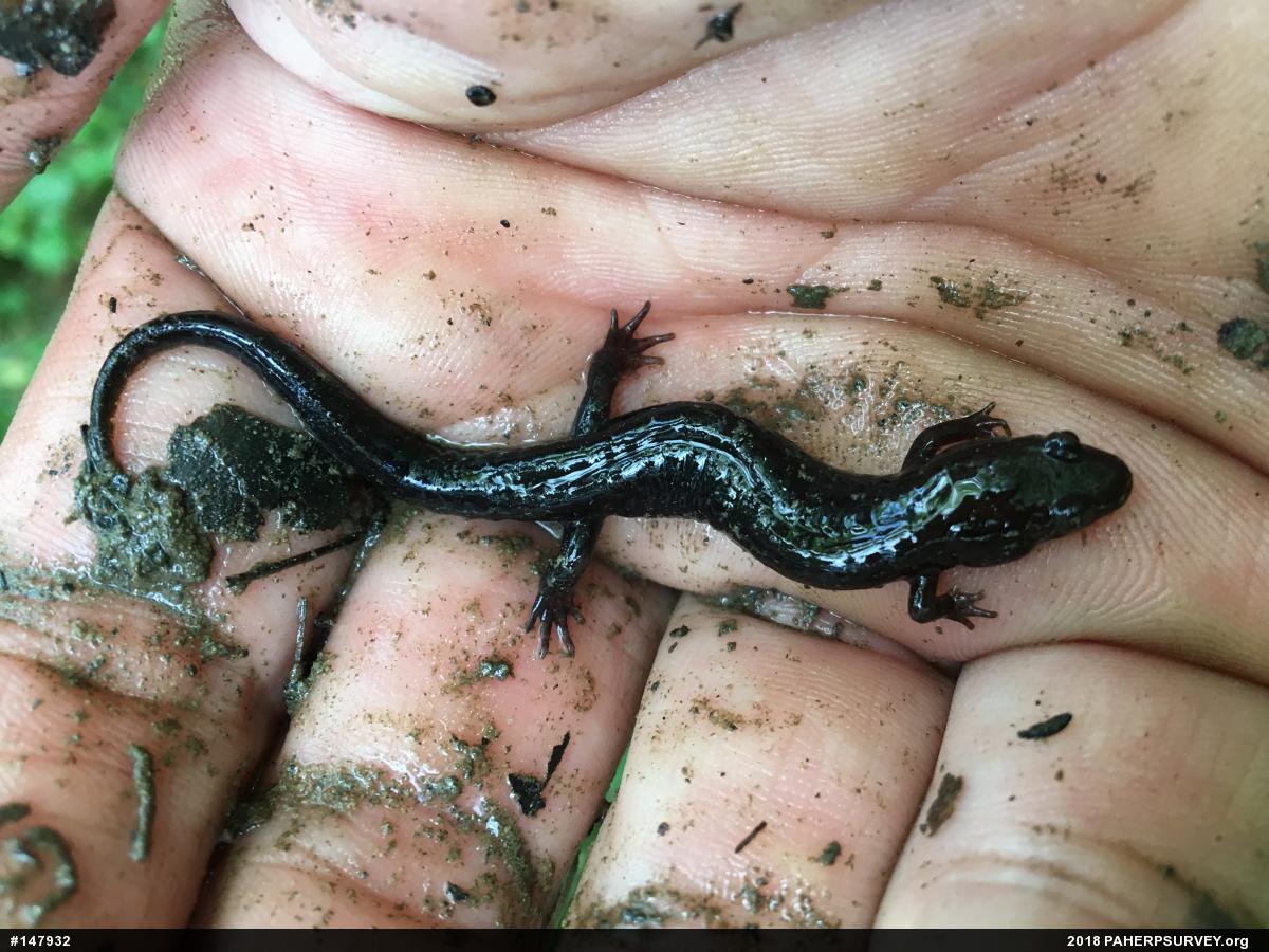 Allegheny Mountain Dusky Salamander